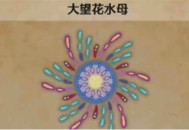 怪物猎人荒野大望花水母具体位置分享