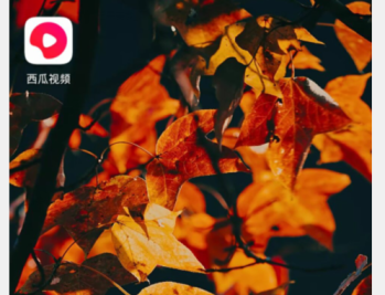 西瓜视频免费追剧