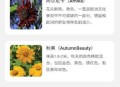 向阳流量