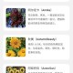 向阳流量